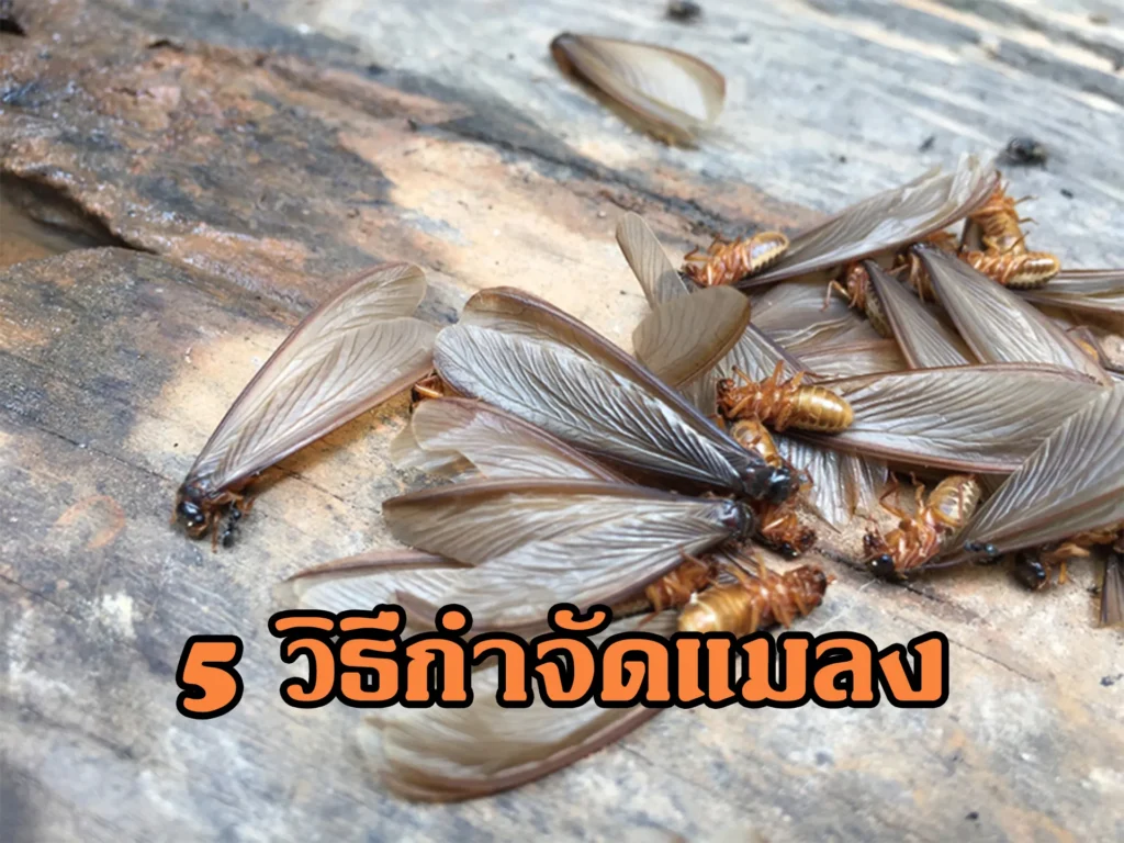 5 วิธีกำจัดแมลง