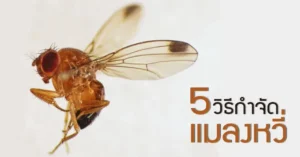 5วิธีการกำจัดแมลงหวี่