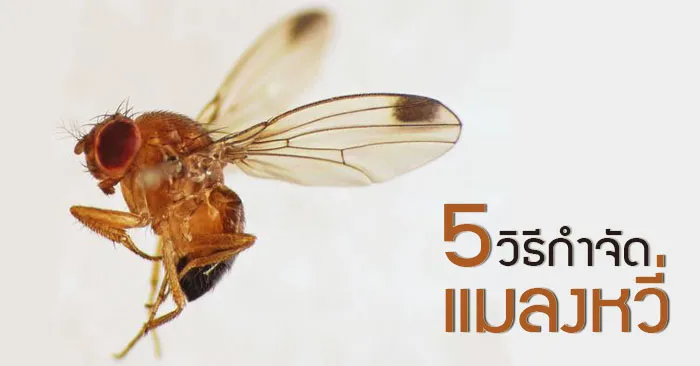5วิธีการกำจัดแมลงหวี่